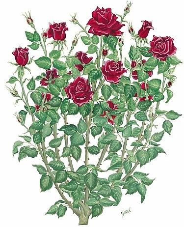 Rose Bush Drawing, Bush Drawing, Drawing Tattoo, Rose Drawing, One Rose, Roses Drawing, Plant Drawing, Rose Bush, Arte Sketchbook