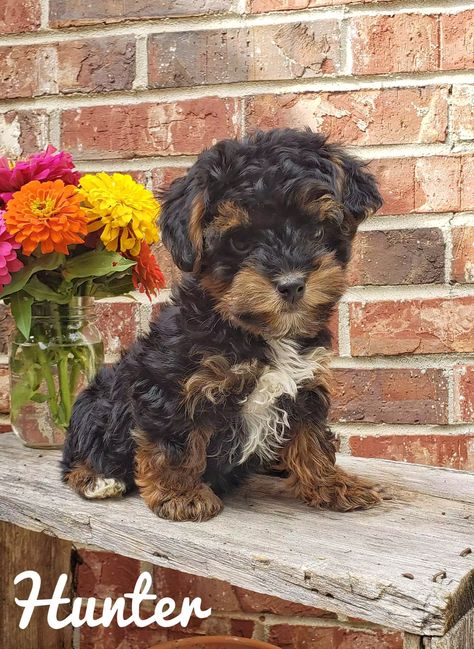 Yorkie Poo Puppies - Adorable Yorkipoo Mix for Sale | Crockett Doodles Yorkiepoo Full Grown, Yorkipoo Puppies, Yorkie Poo Full Grown, Yorkie Poo For Sale, Black Yorkie Poo, Yorkie Terrier Mix, Labradoodle Vs Goldendoodle, Yorkie Poo Puppies, Mini Yorkie