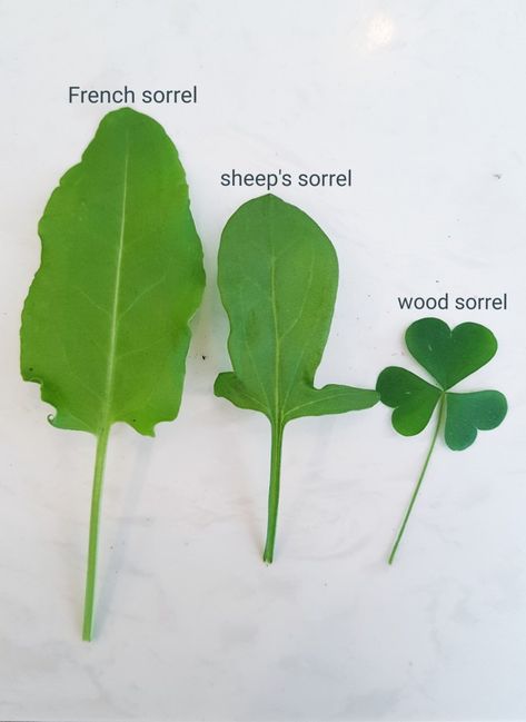 forage ontario sorrel wild wood sorrel sheep french common sour herb ingredient identification leaf green wild edible healthy jackielane Sorrel Plant, Adele Sypesteyn, Wild Crafting, Homeschool Binder, Food Foraging, Wild Foraging, Wild Food Foraging, Wood Sorrel, Plant Tips