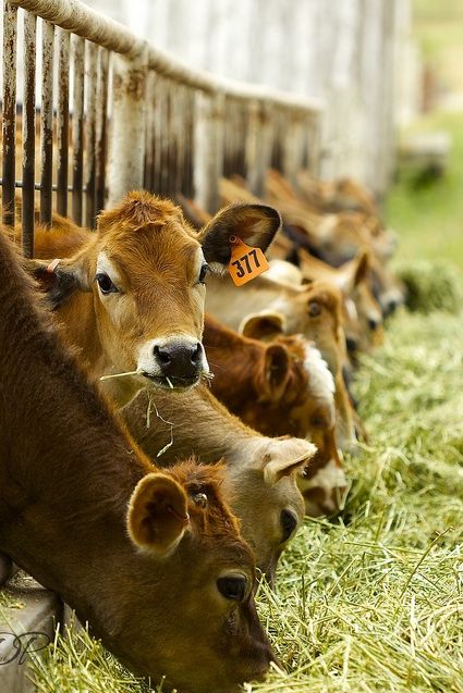 . Jersey Cow, Bodega Bay, Cow Pictures, Dairy Farm, Cow Calf, Dairy Cows, Dairy Farms, Baby Cows, Country Farm