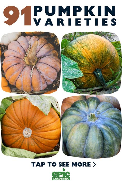 Different colors and types of pumpkins Pumpkin Types, Growing Pumpkin, Cold Weather Plants, Pumpkin World, Growing Vegetables At Home, Spring Blooming Flowers, Types Of Pumpkins, Witchy Garden, Pumpkin Varieties