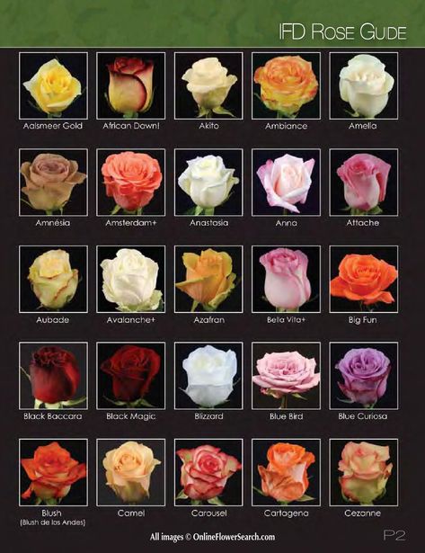 Rose Color Meanings, Flower Chart, Love Rose Flower, Flower Identification, Rose Flower Pictures, Rose Varieties, Rose Seeds, Wholesale Catalog, Flower Guide