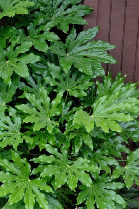 Japanese Aralia, Fatsia Japonica, Hardiness Zones, Japanese Garden Design, Paper Plants, Foundation Planting, Garden Shrubs, Plant Diseases, Large Plants