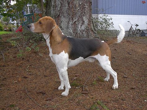 Beagle Harrier - Dogs breeds | Pets Harrier Dog, Clumber Spaniel, Every Dog Breed, Bearded Collie, American Pit Bull Terrier, Afghan Hound, Border Terrier, Cairn Terrier, Mixed Breed Dogs