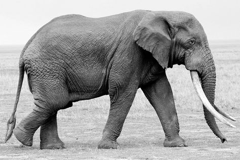 Elephant Side Profile, Elephant Side View, Elephant Reference, Elephant Profile, Elephant Anatomy, African Animals Photography, Asiatic Elephant, Elephant Photo, African Forest Elephant