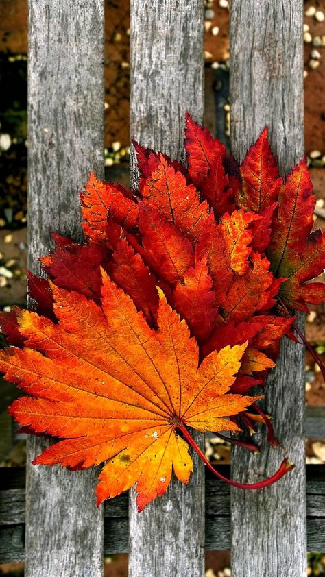 Autumn Leaves Wallpaper, Free Wallpaper Backgrounds, Autumn Orange, Iphone Wallpaper Fall, Fall Background, Leaves Wallpaper, Red Maple, Wallpaper Pastel, Autumn Scenes