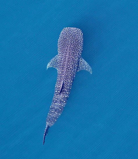 Images: Sharks & Whales from Above Shark From Above, Largest Whale, Continental Shelf, Diver Down, Bluefin Tuna, Whale Sharks, Animal Images, Incredible Creatures, Ocean Vibes