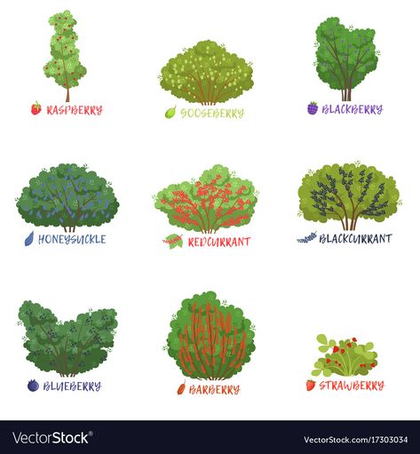 Z Plant, Plants With Names, Bush Drawing, Highbush Cranberry, Fruit Bushes, Lost Garden, Berry Plants, Fruits Drawing, Berry Bushes