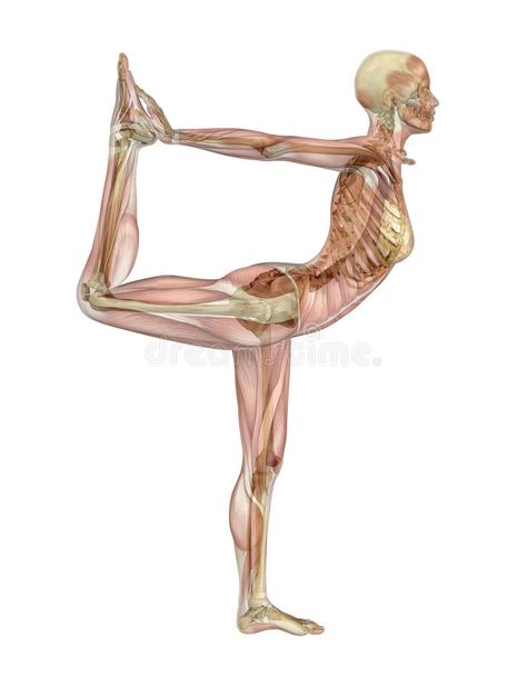 Yoga Dancer Pose - Muscle Over Skeleton royalty free illustration Thai Bodywork, Muscle Skeleton, Yoga Skeleton, Detox Drinks Flat Tummy, Detox Water Fat Burning, Anatomy Bones, Detox Drink Before Bed, Skeleton Anatomy, Massage Therapy Techniques