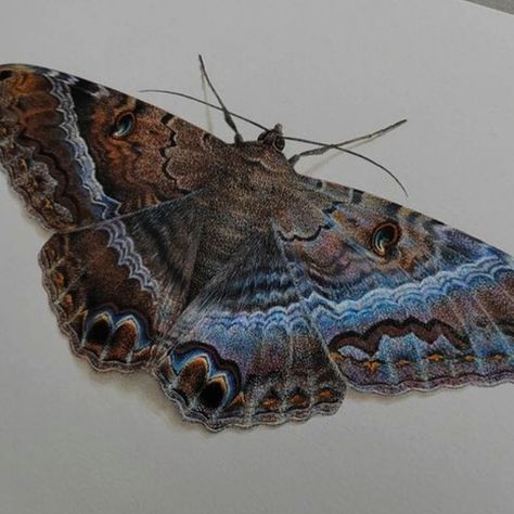 I honestly love moths, this is a pretty neat quiz Black Witch Moth, Witch Moth, The Last Airbender Characters, Which Hogwarts House, Good Traits, Black Witch, Online Quiz, Generate Leads, Personality Quiz