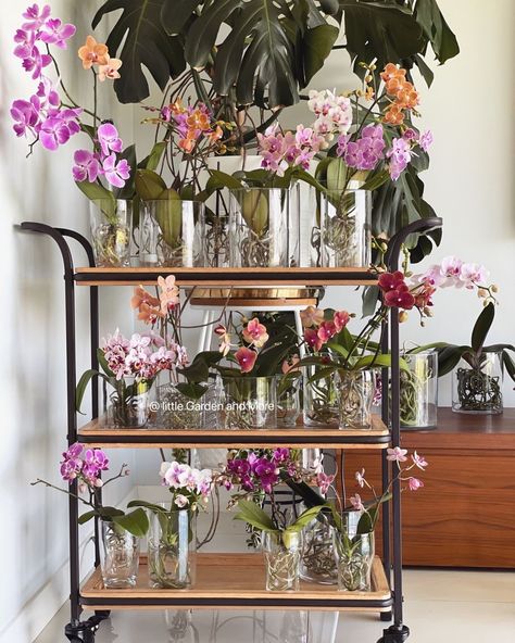 Orchid Interior Design, Orchid Interior, How To Grow Orchids, Grow Orchids, Orchids In Water, Indoor Orchids, Orchid Flower Arrangements, Orchid Planters, Growing Orchids