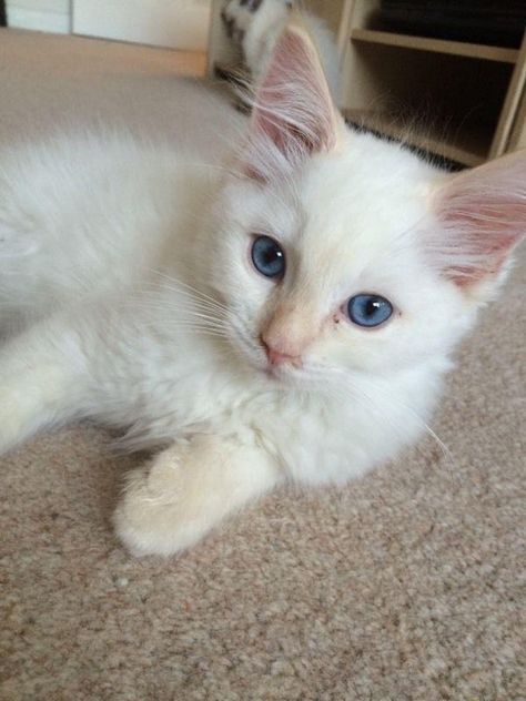 Cream point White Ragdoll Kittensgi Ragdoll Cat Cream, Cream Ragdoll Cat, Ragdoll Cats For Sale, White Ragdoll Cat, Cats Adorable, Cat Ragdoll, Aesthetic Animals, Ragdoll Kittens, Cream Cat