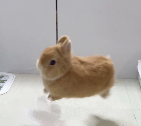 Pictures Of Pets, Funny Animal Pics, Adorable Drawings, Cute Rabbits, Small Bunny, Bunny Fashion, Fluffy Rabbit, Cute Bunny Pictures, Cute Bunnies