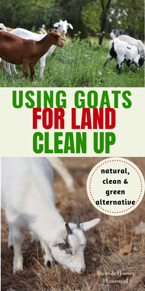 Using Goats for Land Clean Up. It is a great natural, clean, and green alternative to yard & land management. #goats #homestead #greenalteranative Keeping Goats, Goat Pen, Homesteading Animals, Raising Farm Animals, Goat Care, Goat Barn, Raising Goats, Pygmy Goat, Goat Farm