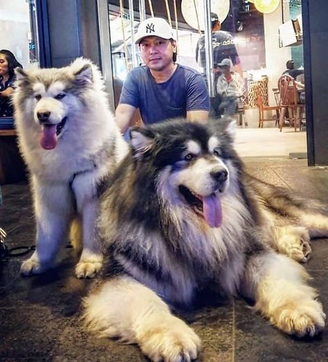 Giant Malamute, Giant Alaskan Malamute, Alaskan Malamute Puppies, Big Fluffy Dogs, Malamute Husky, Giant Dog Breeds, Malamute Dog, Malamute Puppies, Huge Dogs