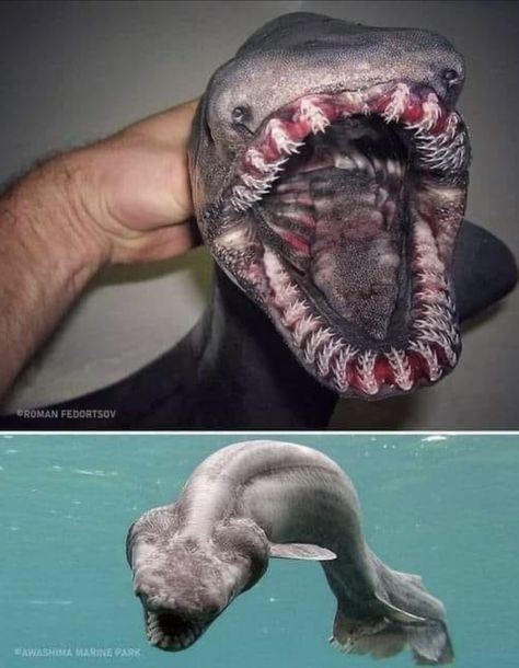 Frilled shark.  See photos for photographer credit. Shark Eyes, Frilled Shark, Shark Stuff, Scary Animals, Draw Ideas, Awesome Animals, Arthropods, Silly Animals, Deep Water