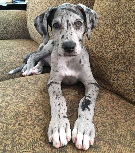 15 Pictures Only Great Dane Owners Will Think Are Funny | The Dogman Blue Merle Great Dane, Merle Great Danes, Tattoo Animal, Dane Puppies, Great Dane Puppy, Dane Dog, Great Dane Dogs, Baby Animal Prints, Blue Merle