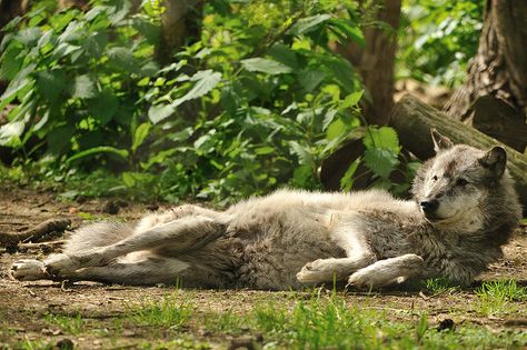 Wolf Lying Down by Ami 211, via Flickr Wolf Lying Down, Dog Sketches, Wolf Poses, Wolf Alice, Two Wolves, Animal Skull, Dog Sketch, Wolf Dog, Animal Skulls