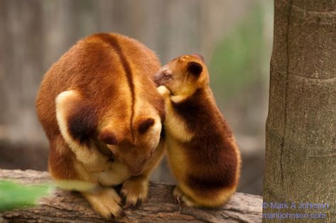 Tree Kangaroo, Kangaroo Joey, Whale Stuffed Animal, Gold Coast Queensland, Rare Animals, Favorite Animals, Pet Rats, Wildlife Sanctuary, Ancient India