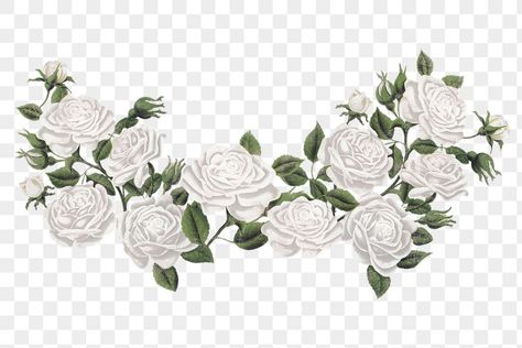 White Rose Border, White Border Png, White Rose Illustration, White Flower Border, Arcana Chronicles, White Rose Png, Floral White Background, White Flower Png, Flower Border Clipart