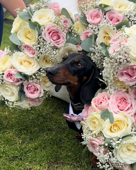 🌸🌼Stitch🌼🌸 We had the absolute pleasure of taking Stitch to his humans wedding this week and it’s safe to say, he loved every minute of it! Cannot wait to share more beautiful photos and videos of this amazing day. Thank you to Kirsty and Tristan for trusting us with Stitch, we are honoured to have been involved in your big day! #wedding #weddinginspiration #dogsatweddings #dogsofinstagram #weddingdetails #dogstagram Dachshund At Wedding, Dog In Wedding, Dachshund Wedding, Weenie Dog, Weenie Dogs, Dog Wedding, Amazing Day, Wedding Goals, Day Wedding