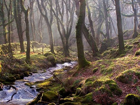 Sunlight on the Moor Brook (2) | The mid-afternoon sun filte… | Flickr Forest Paths, Enchanted Wood, Forest Path, Beautiful Places On Earth, Beautiful Places To Visit, Middle Earth, Natural Environment, Fantasy Landscape, Dream Garden