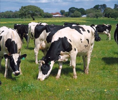 pictures of cows grazing | Grazing: It's Not Just for Cows Pictures Of Cows, Cow Holstein, Cows Grazing, Our Energy, Dairy Farms, Art References, At Last, Healthy Weight, Animals Beautiful