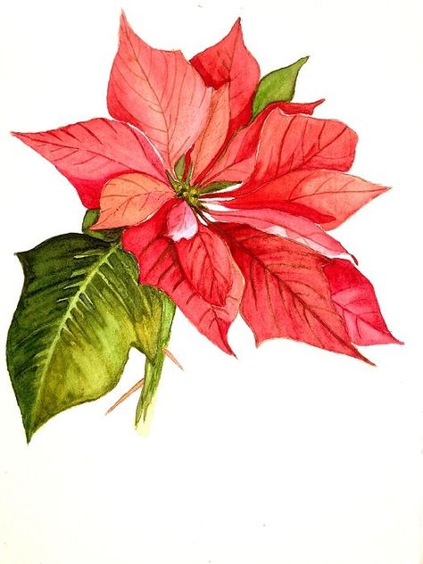 . Read More at: space-gardens.blogspot.com                              … #poinsettia Outdoor Christmas Tree, Red Poinsettia, Watercolor Lessons, Watercolor Christmas Cards, Christmas Poinsettia, Botanical Painting, Christmas Flowers, Watercolor Inspiration, Christmas 2023