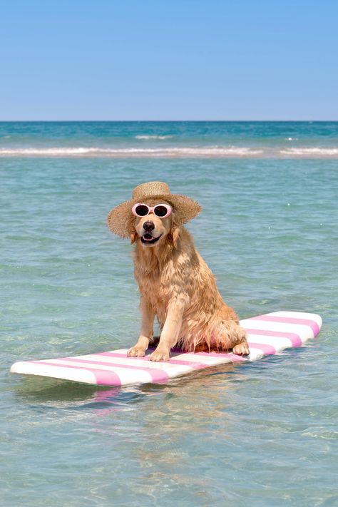 Gray Malin, Cute Animals Puppies, Very Cute Dogs, Really Cute Dogs, Wearing Sunglasses, Dog Beach, Cute Animal Photos, Animals Images, Animal Photo