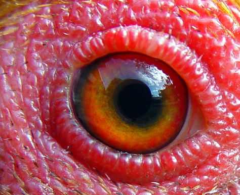 Animal Psychology, Chicken Eyes, Online Psychologist, Bird Eyes, Animal Close Up, Foto Macro, Animal Eyes, Trendy Eyeshadow, Eye Close Up