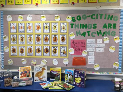 Chick hatching bulletin board. #classroom #bulletinboard #eggcitingthingsarehatching #hatchingchicks #chicks #countdown #chickcalendar #oviparous Easter Anchor Chart Preschool, Hatching Eggs In The Classroom, Chick Bulletin Board Ideas, Chicks In The Classroom, Chicken Theme Classroom, Hatching Chicks In The Classroom, Chicken Classroom Decor, Chicken Bulletin Board, Life Cycles Kindergarten