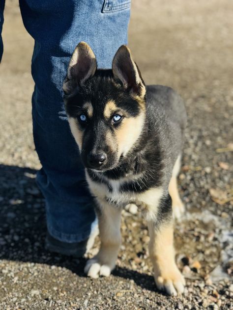 German Shepherd Husky Husky X German Shepherd, German Husky, German Husky Mix Puppies, German Sheperd X Husky, German Shepherd And Husky Mix Puppies, Siberian Husky Mix German Shepherd, German Shepherd Husky Mix Full Grown, German Shepard Husky Mix, German Shepherd Mix Puppies