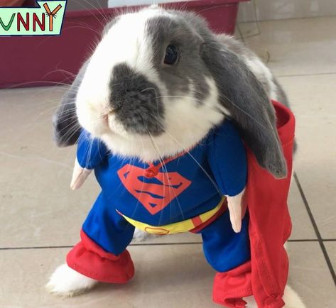 Mini Lop Rabbit, Bunny Ideas, Rabbit Halloween, Young Rabbit, Bunny Stuff, Mini Lop, Rabbit Costume, Pet Halloween Costumes, Bunny Costume