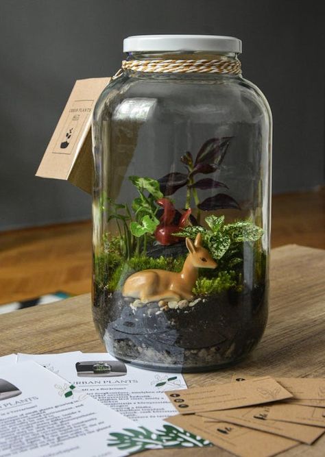 Jar Terrarium Photos, Download The BEST Free Jar Terrarium Stock Photos & HD Images Terrarium Closed, Water Terrarium, Jar Terrarium, Tropical Terrariums, Terrarium Garden, Bottle Terrarium, Mitzvah Decor, Open Terrariums, Wooden Containers