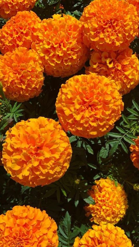 Sustainable Floristry, Flower Symbolism, Nature Therapy, Marigold Flowers, Calendula Flower, Celebrity Aesthetic, Flower Preservation, Marigold Flower, Aesthetic Nails