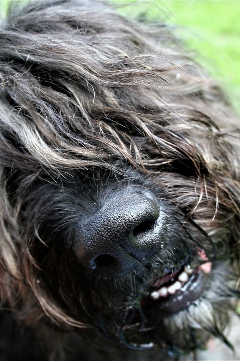 Bouvier in a game with its eyes covered by hair Bouvier Dog, Dog Aggressive, Show Dogs, Bouviers Des Flandres, Stud Dog, Aggressive Dog, Herding Dogs, Lap Dogs, Sweet Dogs