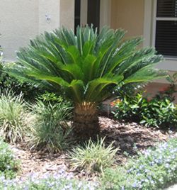 Sago Palm - Cycas revoluta - California Palm Nursery Sago Palm Care, Palm Nursery, Cycas Revoluta, Trees Landscaping, Short Palm Trees, Palm Trees Landscaping, Outdoor Herb Garden, California Palm Trees, Sago Palm