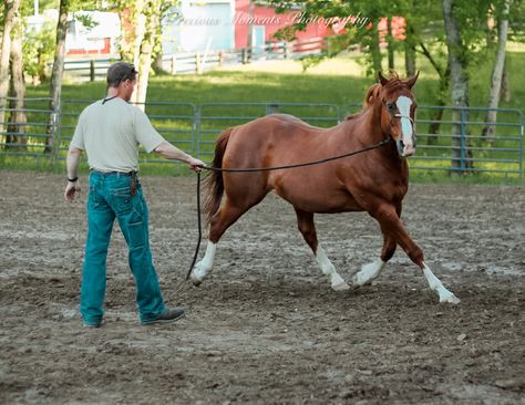 Mustang Horse Training, Western Horses, Mustang Horse, Horse Trainer, Star Stable, Wild Horse, Western Horse, Horse Life, Horse Training