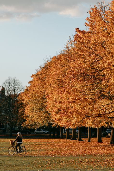 London in the fall is… undeniably charming, actually. Cycle through one of its expansive parks as gentle evening light falls across deep oranges and bright yellows. End up in a local pub for dinner and drinks by the fireplace to have a vintage rom-com moment. Start planning your trip to London with our travel guide. Fall Foliage Road Trips, Cowboy Pictures, Fallen London, Instagram My Story, Autumn Scenes, Autumn Scenery, Visit London, Autumn Aesthetic, Aesthetic Images