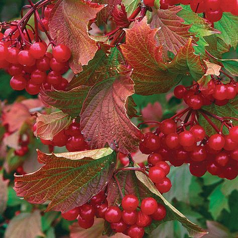 American cranberry bush - FineGardening Spark Tattoo, Dividing Perennials, Shrub Border, Burgundy Foliage, Highbush Cranberry, Deer Repellant, Viburnum Opulus, Edible Wild Plants, Garden Shrubs