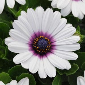 White Purple Eye Osteospermum Trailing Petunias, African Daisy, Spring Into Summer, Purple Daisy, Home Garden Plants, How To Attract Hummingbirds, Fall Plants, Wildflower Seeds, Purple Eyes