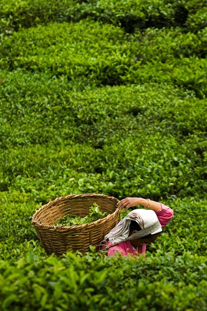 Tea Farm, Tea Plant, Tea Estate, Tea Culture, Cup Art, Global Views, Tea Garden, Tea Art, My Cup Of Tea