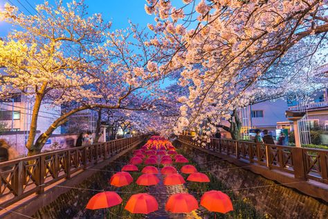 DON'T MISS: 10 of the most beautiful places in South Korea - Wapiti Travel Places In Korea, Seoraksan National Park, Bukchon Hanok Village, Cherry Blossom Festival, South Korea Travel, Korea Travel, Beautiful Places In The World, Best Places To Visit, Best Places To Travel