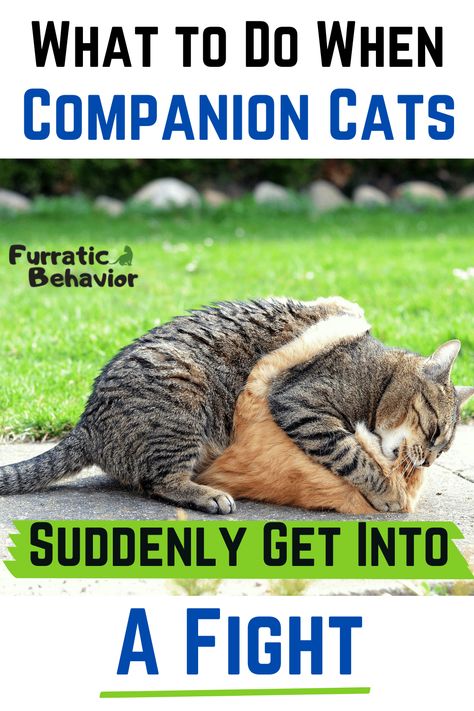 What to Do After a Sudden Cat Fight | Furratic Behavior Catio Ideas, Cat Life Hacks, Cat Behavior Problems, Cat Problems, Cat Attack, Cat Language, Older Cats, Cat Hiding, Cat Care Tips