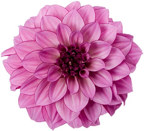 Dalia Flower, Dahlia Purple, Aesthetic Tumblr Backgrounds, Purple Dahlia, Tumblr Backgrounds, Victorian Flowers, Cherry Blossom Flowers, Plan My Wedding, Flower Art Images