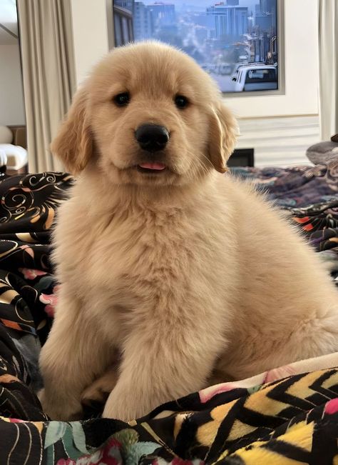 Fluffy Golden Retriever, Puppies Cutest, Puppy Things, Yellow Lab Puppies, Rosé Dog, Cutest Puppy Ever, Golden Doodles, Golden Retriever Funny, Pig Dog