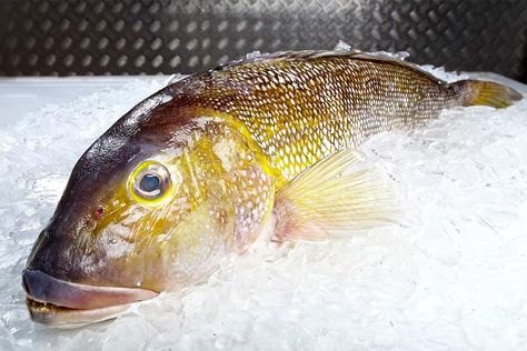 Are you curious about how golden tilefish tastes? This article provides an overview of the taste, texture, and nutrition of tilefish. Tile Fish Recipe, Tile Fish, King Mackerel, Rare Fish, Cooking Measurements, Healthiest Seafood, Essential Kitchen Tools, Ingredient Substitutions, Good Sources Of Protein