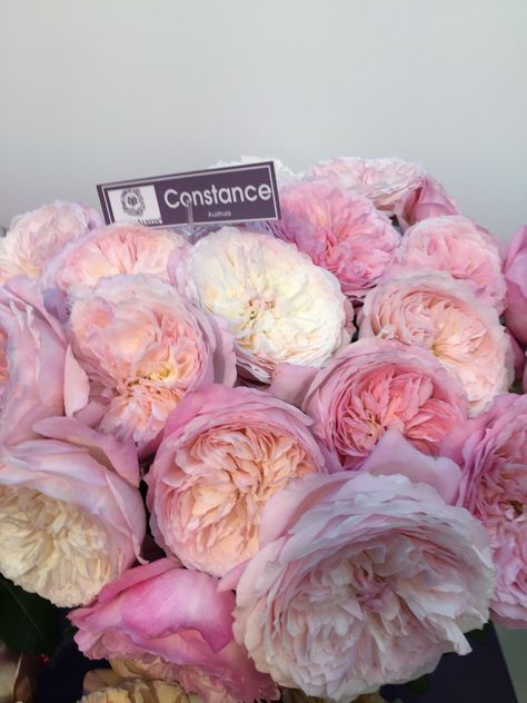 Constance Spry Rose, Constance Rose, Constance Spry, Flower Varieties, Wedding Moodboard, Rose Varieties, Wedding Mood Board, Rose Garden, Planting Succulents