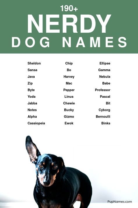 nerdy dog names Boy Puppy Names, List Of Dog Names, Dog Condo, Dogs Names List, Names Starting With S, Sporty Dog, Grumpy Dog, Boy Dog Names, Perros Golden Retriever