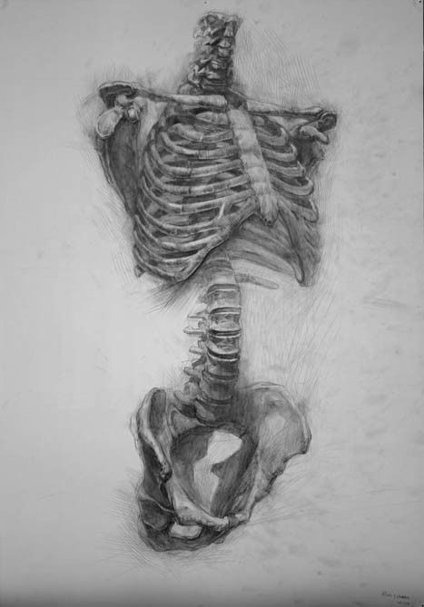 fine arts | Paul Schwarz - Artlog Academic Drawing, Skeleton Drawings, Human Anatomy Drawing, Human Skeleton, Human Anatomy Art, Anatomy Sketches, Skeleton Art, A Skeleton, Anatomy Drawing